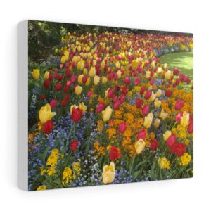 Wrapped in Tulips – Canvas Gallery Wraps