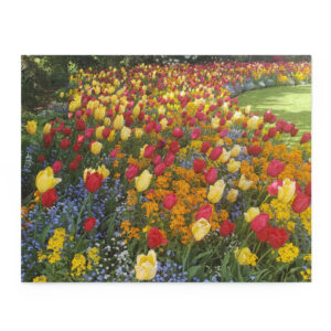 Puzzle (120, 252, 500-Piece)