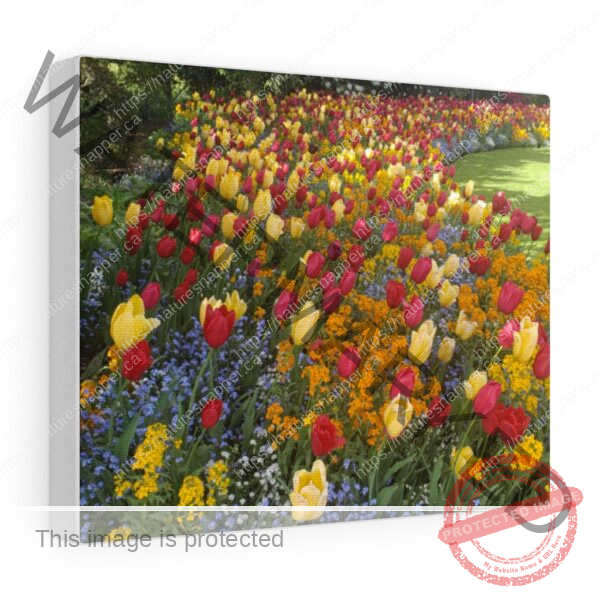 Wrapped in Tulips - Canvas Gallery Wraps