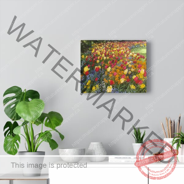 Wrapped in Tulips - Canvas Gallery Wraps - Image 2