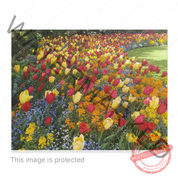 Puzzle (120, 252, 500-Piece)